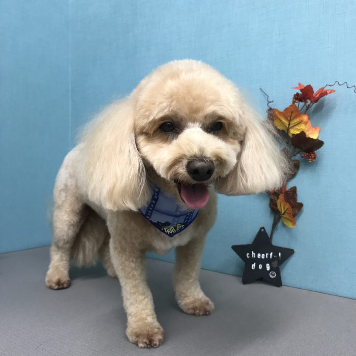 鞍掛　ランディくん