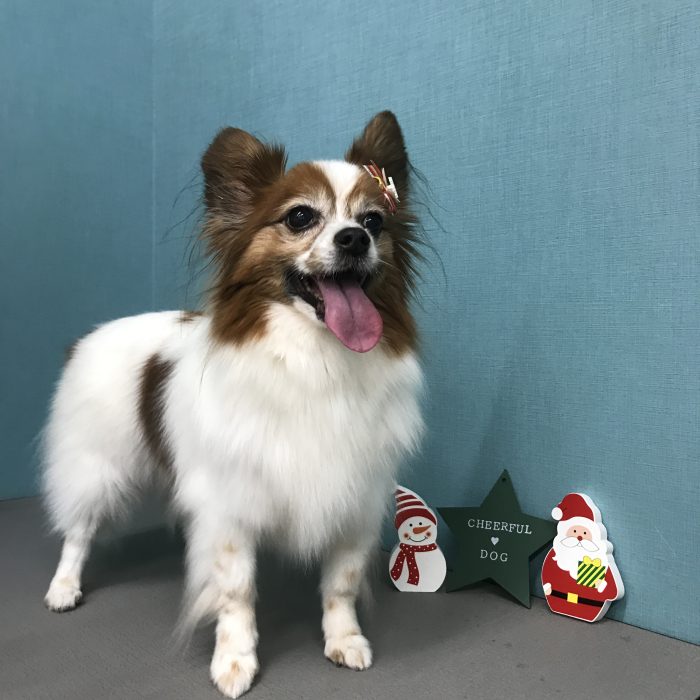 フランちゃん（パピヨン）