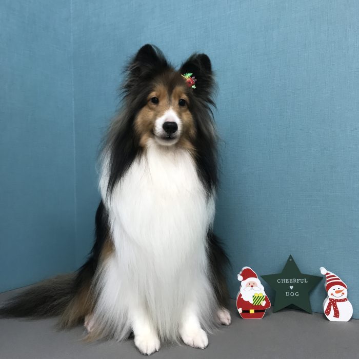 もみじくん（シェルティ）