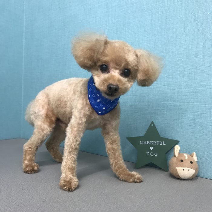 クーくん（トイプードル）