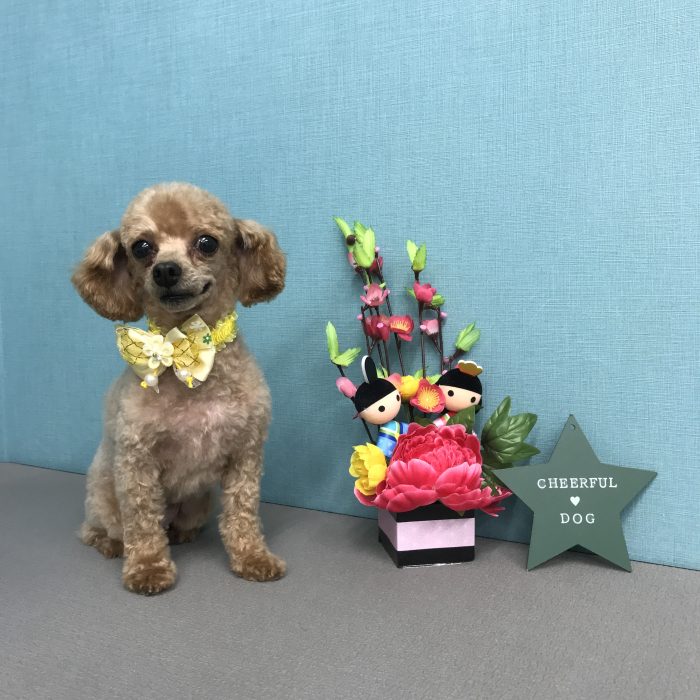 ポエムちゃん（トイプードル）