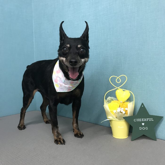 吉本　アッシュくん