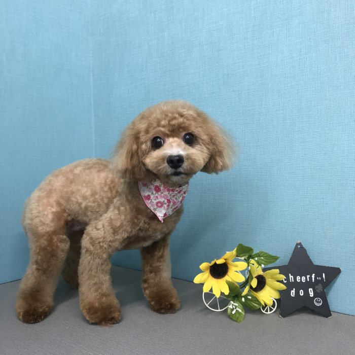 甲斐　ミエルちゃん