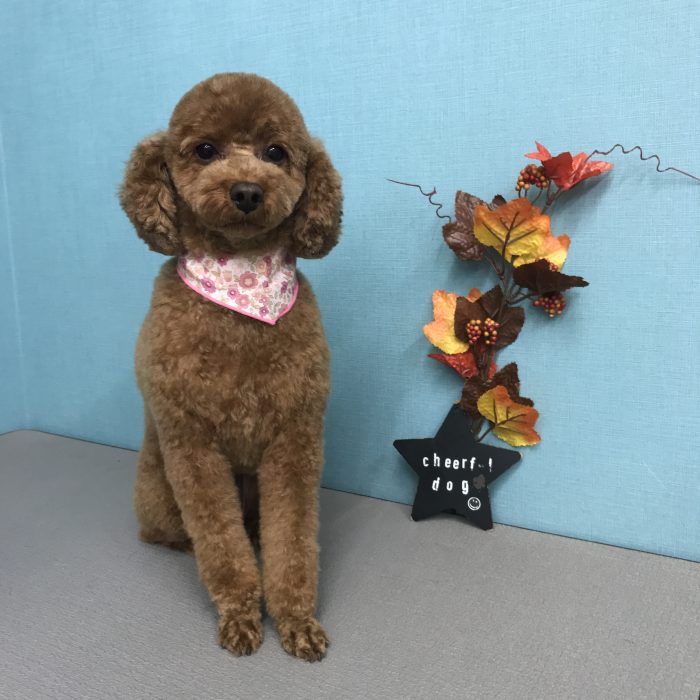 鹿野　ルルちゃん