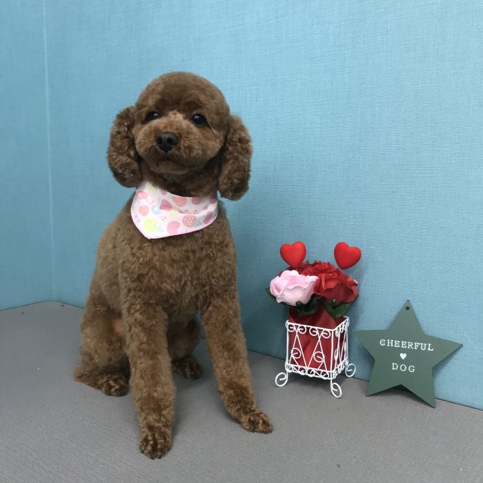 鹿野　ルルちゃん