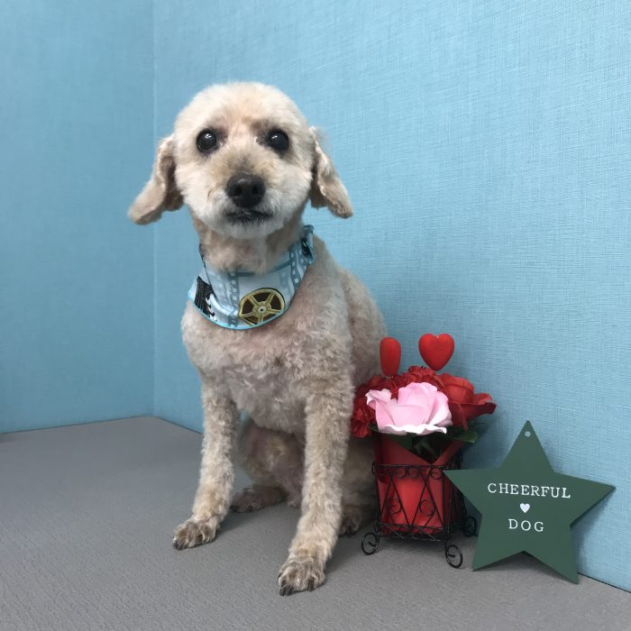 チョコくん（トイプードル）