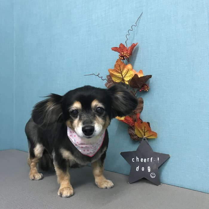 岩内　樹里香ちゃん