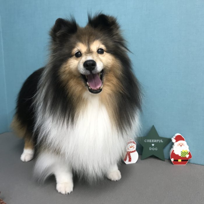 モモちゃん（シェルティ）