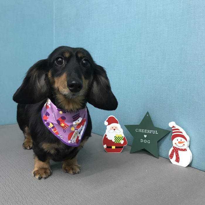 宮田　ことちゃん