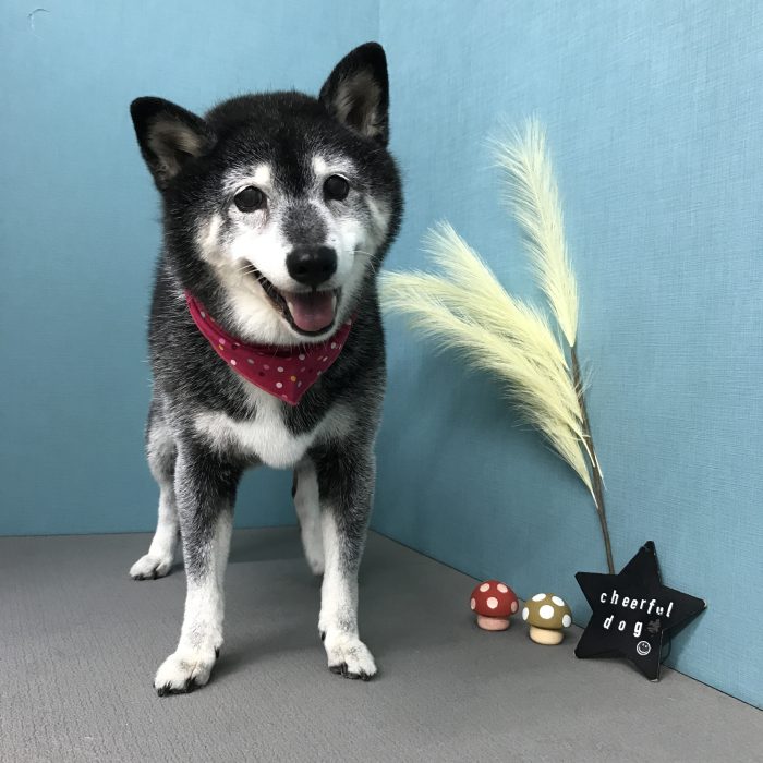 おちびちゃん（柴犬）