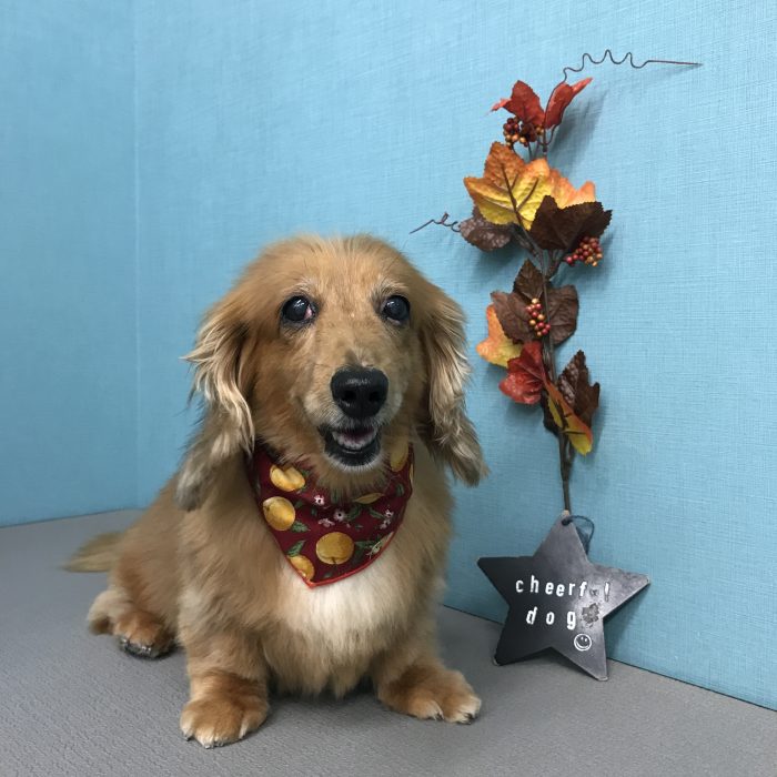 森　ラムちゃん