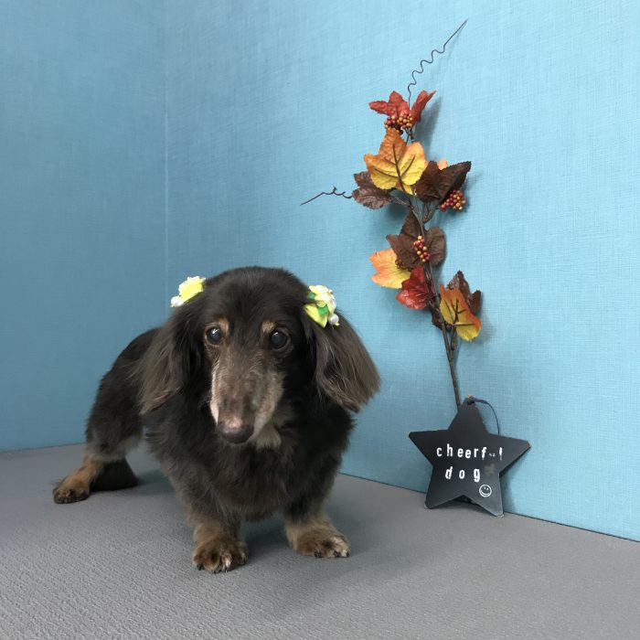 マイタケくん（ダックス）