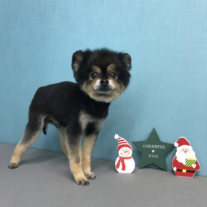 じごろうくん（ポメラニアン）