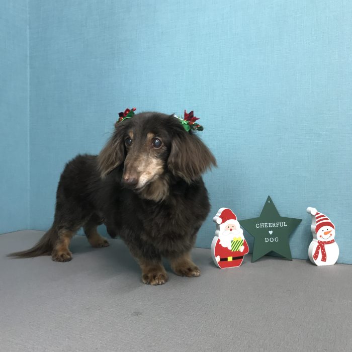 マイタケくん（ダックス）