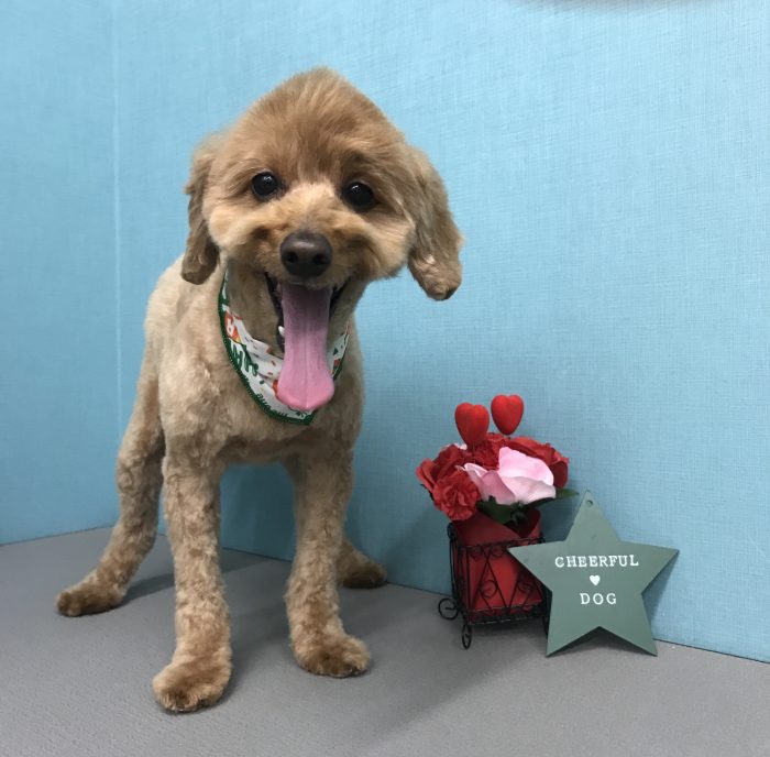 モコスケくん（ポメプー）