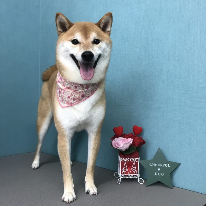 ひめちゃん（柴犬）