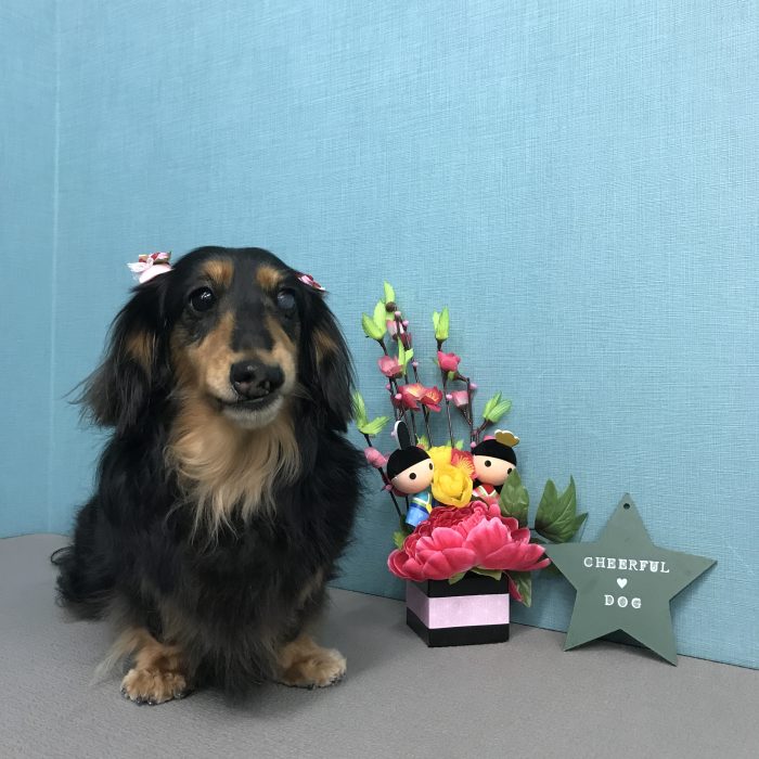 アロエちゃん（ダックス）