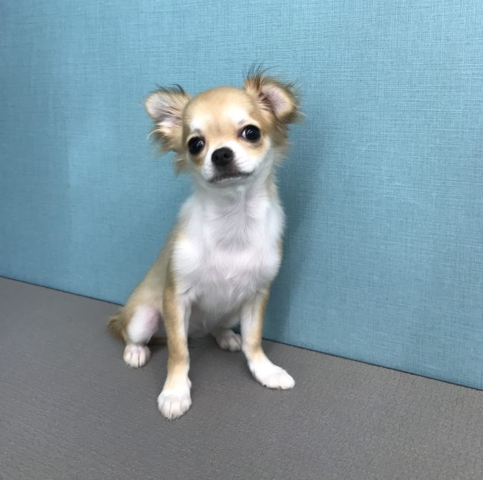 チワワ