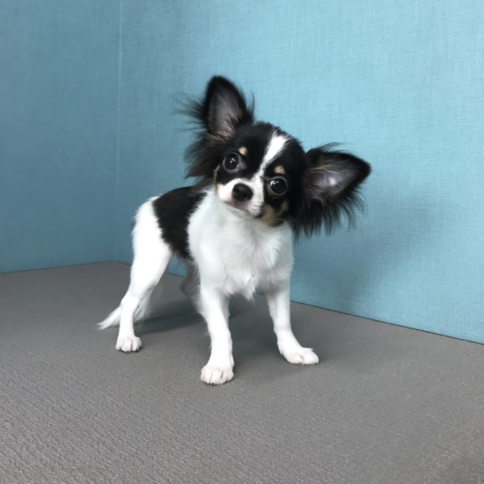 チワワ