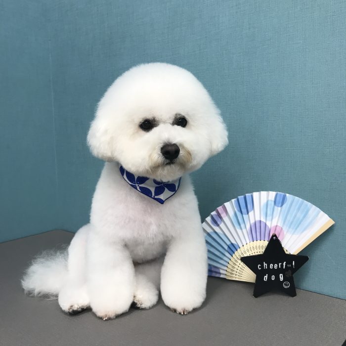 まんまるくん（ビション）