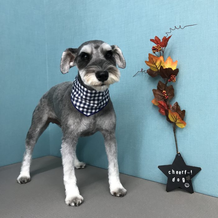 スカイくん（シュナウザー）