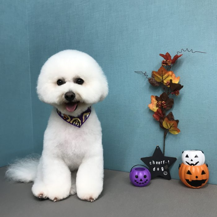 まんまるくん（ビション）