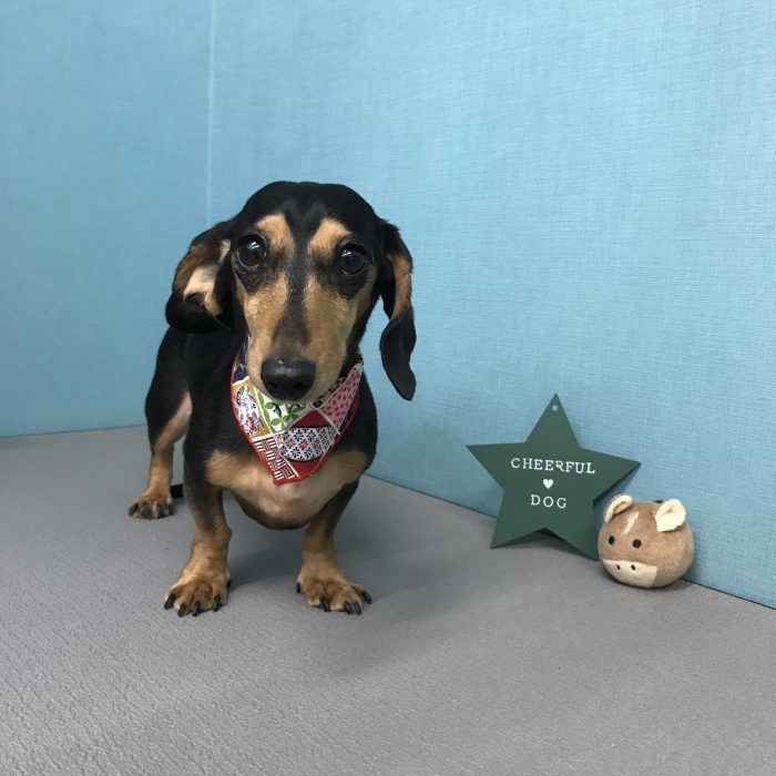 ライチちゃん（ダックス）