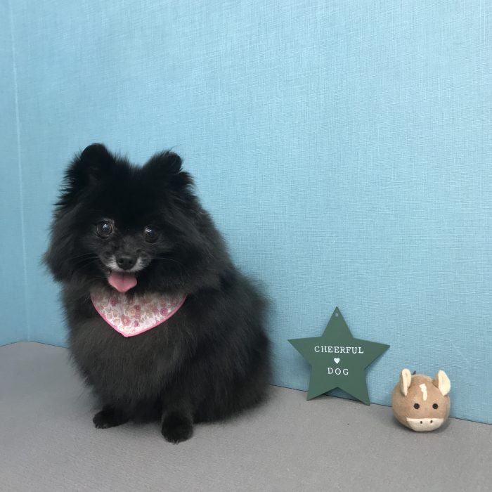 木原　ボボちゃん