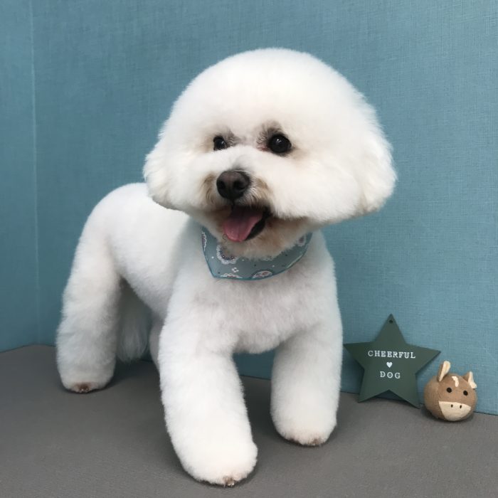 まんまるくん（ビション）