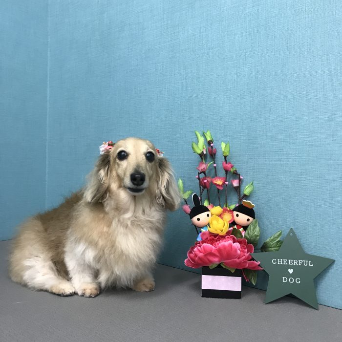 鍋島　ニコちゃん