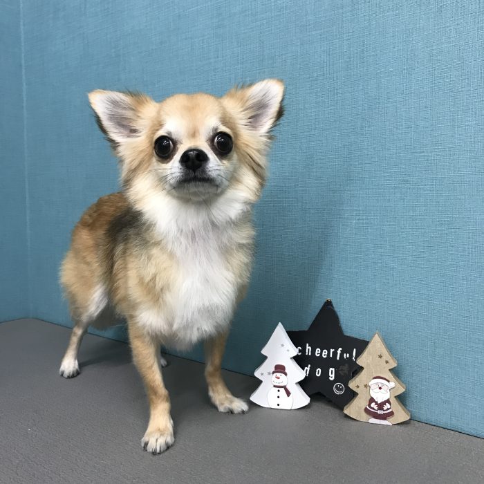 クックくん（チワワ）