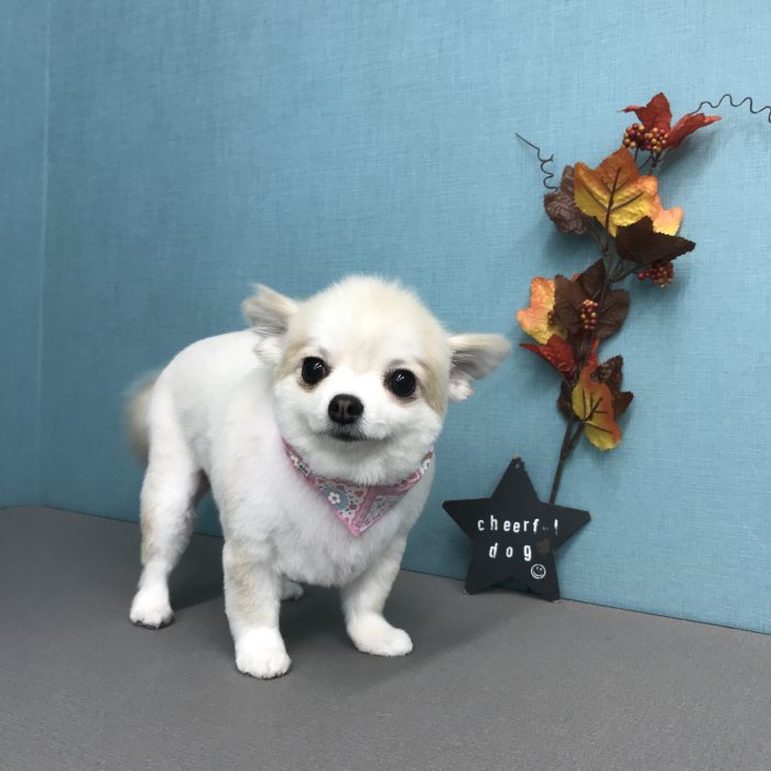 堀　さくらちゃん