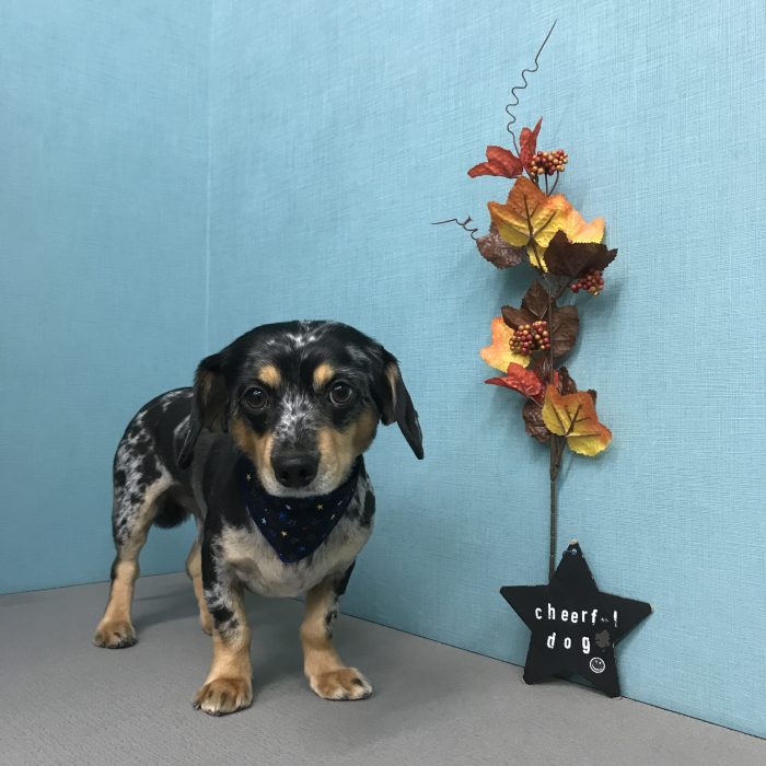 ゴマくん（ミックス）