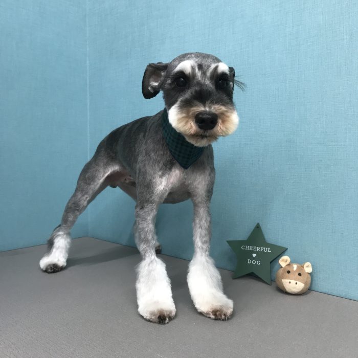 カイトくん（シュナウザー）