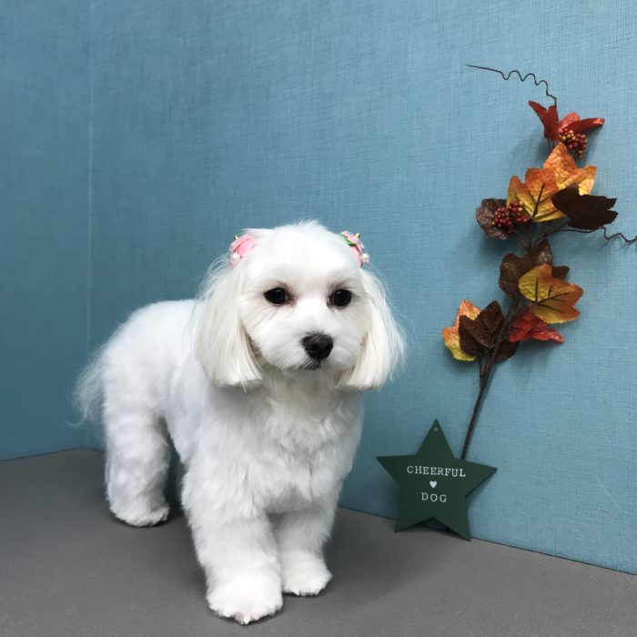 モカちゃん（マルチーズ）