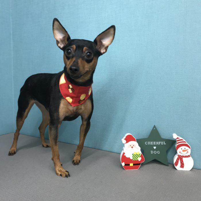 ベルちゃん（ミニピン）