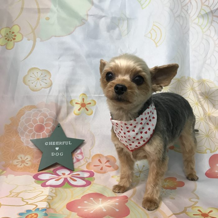 藤成　さつきちゃん