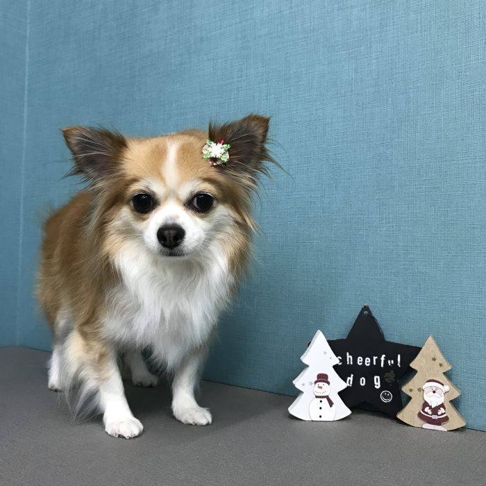 さくらちゃん（チワワ）
