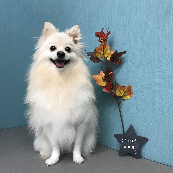 玲娜ちゃん（ポメラニアン）