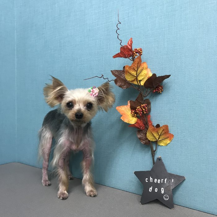 ひめちゃん（ヨーキー）