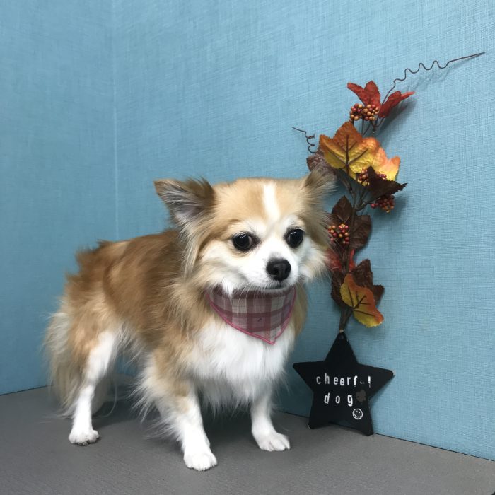 さくらちゃん（チワワ）