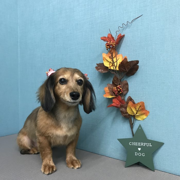 アグちゃん（ダックス）