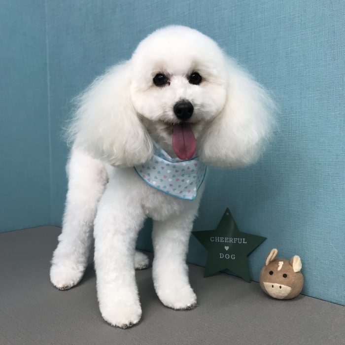 まるくん（トイプードル）