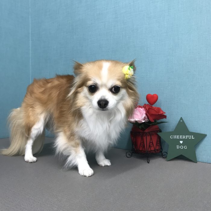 さくらちゃん（チワワ）