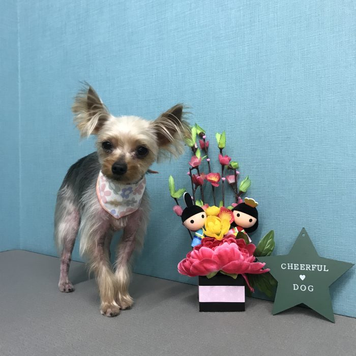 ひめちゃん（ヨーキー）