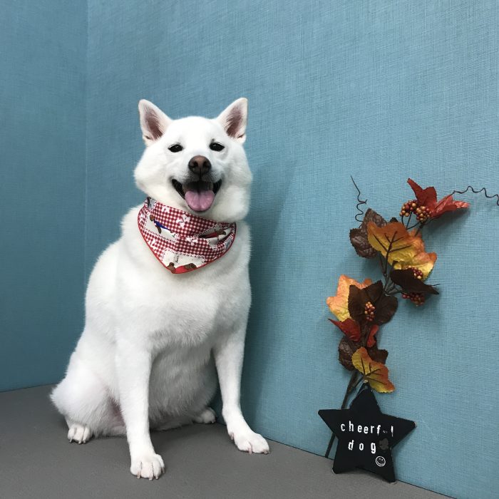 小堀　てまりちゃん