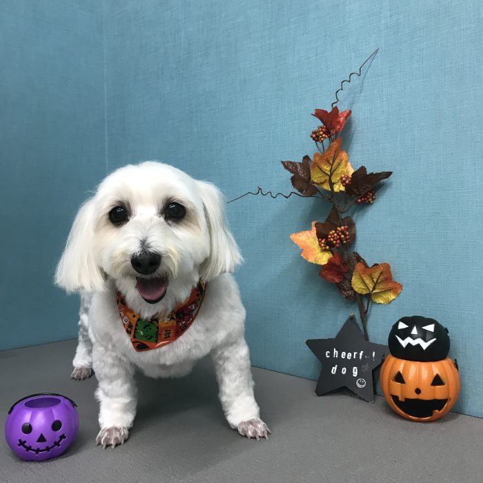 幸希ちゃん（ミックス）