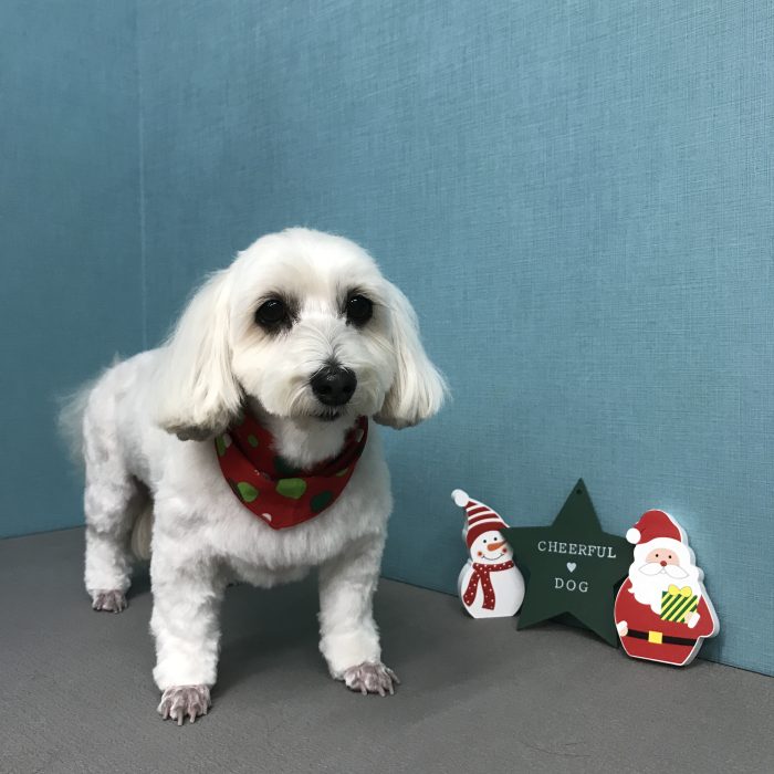 幸希ちゃん（ミックス）