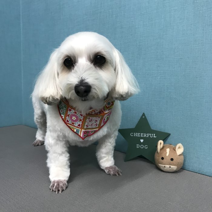 幸希ちゃん（ミックス）