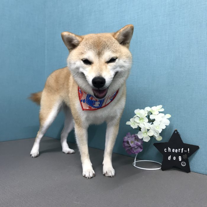 安田　すいちゃん